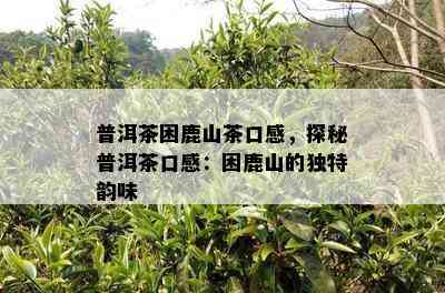 普洱茶困鹿山茶口感，探秘普洱茶口感：困鹿山的独特韵味