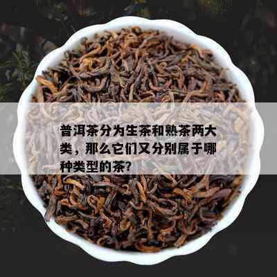 普洱茶分为生茶和熟茶两大类，那么它们又分别属于哪种类型的茶？