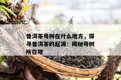 普洱茶母树在什么地方，探寻普洱茶的起源：揭秘母树所在地