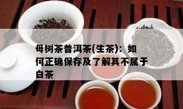 母树茶普洱茶(生茶)：怎样正保证存及熟悉其不属于白茶