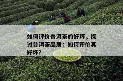 怎样评价普洱茶的好坏，探讨普洱茶品质：怎样评价其好坏？