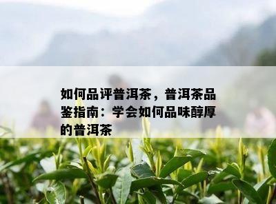 怎样品评普洱茶，普洱茶品鉴指南：学会怎样品味醇厚的普洱茶