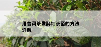 用普洱茶发酵红茶菌的方法详解