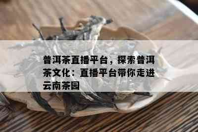 普洱茶直播平台，探索普洱茶文化：直播平台带你走进云南茶园