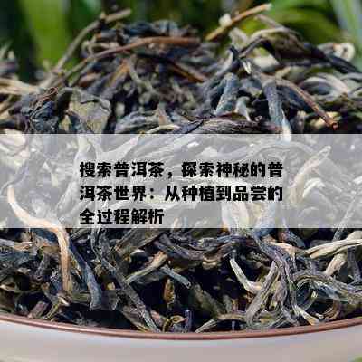 搜索普洱茶，探索神秘的普洱茶世界：从种植到品尝的全过程解析