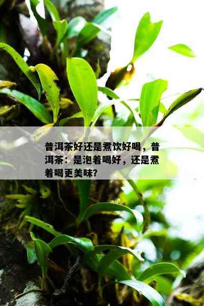 普洱茶好还是煮饮好喝，普洱茶：是泡着喝好，还是煮着喝更美味？