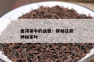 普洱茶中的战狼：探秘这款神秘茶叶