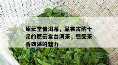 原云堂普洱茶，品尝古韵十足的原云堂普洱茶，感受茶香四溢的魅力