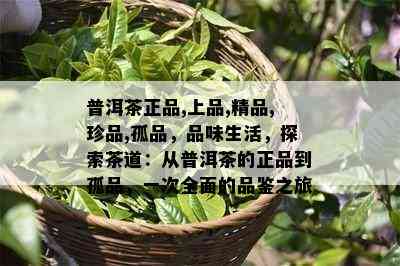 普洱茶正品,上品,精品,珍品,孤品，品味生活，探索茶道：从普洱茶的正品到孤品，一次全面的品鉴之旅