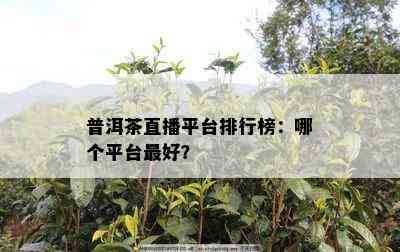 普洱茶直播平台排行榜：哪个平台更好？