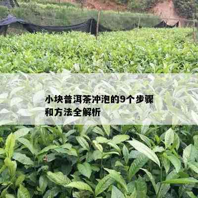 小块普洱茶冲泡的9个步骤和方法全解析