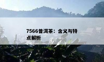 7566普洱茶：含义与特点解析