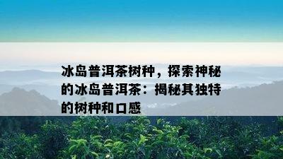 冰岛普洱茶树种，探索神秘的冰岛普洱茶：揭秘其特别的树种和口感