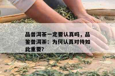 品普洱茶一定要认真吗，品鉴普洱茶：为何认真对待如此关键？