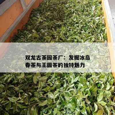 双龙古茶园茶厂：发掘冰岛春茶与王圆茶的特别魅力