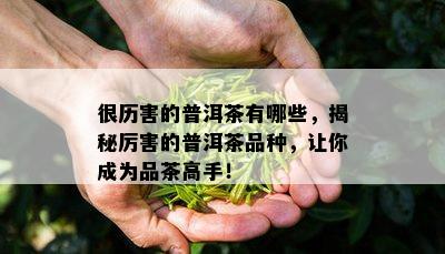 很历害的普洱茶有哪些，揭秘厉害的普洱茶品种，让你成为品茶高手！