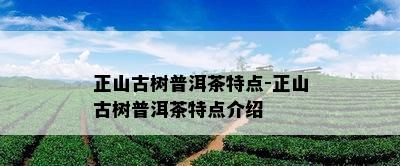 正山古树普洱茶特点-正山古树普洱茶特点介绍