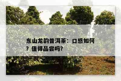 东山龙韵普洱茶：口感如何？值得品尝吗？