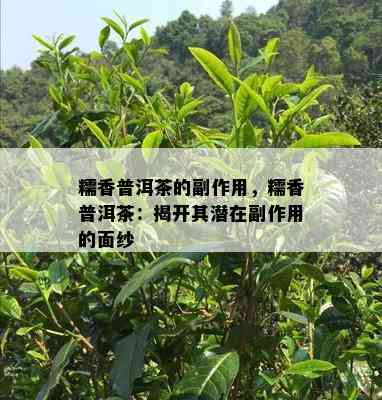 糯香普洱茶的副作用，糯香普洱茶：揭开其潜在副作用的面纱