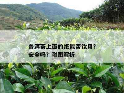 普洱茶上面的纸能否饮用？安全吗？附图解析