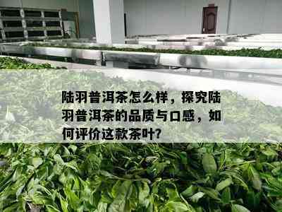 陆羽普洱茶怎么样，探究陆羽普洱茶的品质与口感，怎样评价这款茶叶？