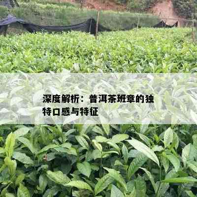 深度解析：普洱茶班章的特别口感与特征