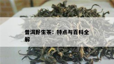 普洱野生茶：特点与百科全解