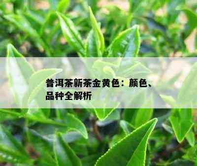 普洱茶新茶金黄色：颜色、品种全解析