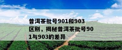 普洱茶批号901和903区别，揭秘普洱茶批号901与903的差异