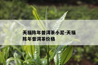 天福陈年普洱茶小泥-天福陈年普洱茶价格