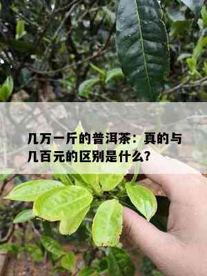 几万一斤的普洱茶：真的与几百元的区别是什么？