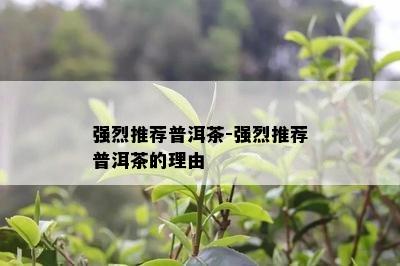 强烈推荐普洱茶-强烈推荐普洱茶的理由