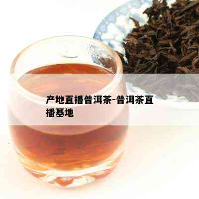 产地直播普洱茶-普洱茶直播基地