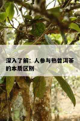 深入熟悉：人参与熟普洱茶的本质区别