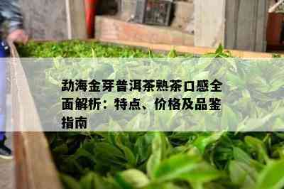 勐海金芽普洱茶熟茶口感全面解析：特点、价格及品鉴指南