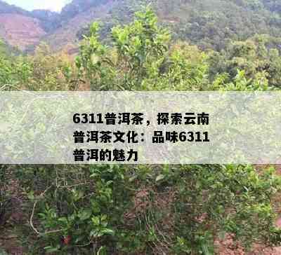 6311普洱茶，探索云南普洱茶文化：品味6311普洱的魅力