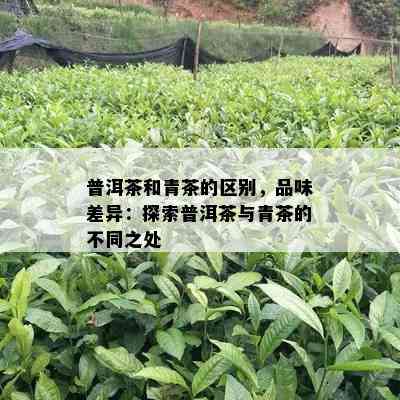 普洱茶和青茶的区别，品味差异：探索普洱茶与青茶的不同之处