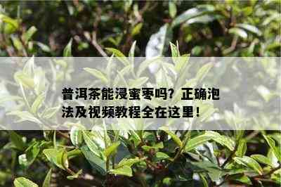 普洱茶能浸蜜枣吗？正确泡法及视频教程全在这里！