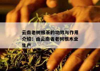 云南老树根茶的功效与作用介绍：由云南省老树根木业生产