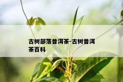 古树部落普洱茶-古树普洱茶百科