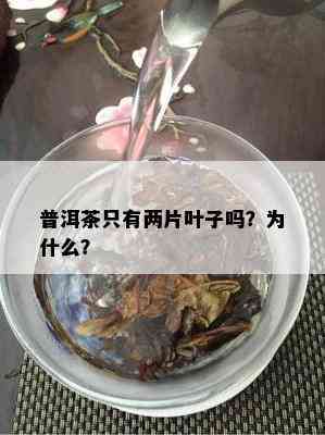 普洱茶只有两片叶子吗？为什么？