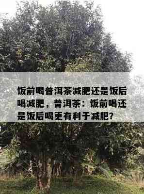 饭前喝普洱茶减肥还是饭后喝减肥，普洱茶：饭前喝还是饭后喝更有利于减肥？