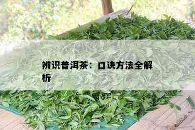 辨识普洱茶：口诀方法全解析