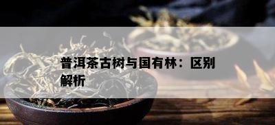 普洱茶古树与国有林：区别解析