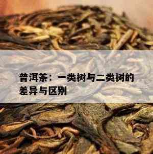 普洱茶：一类树与二类树的差异与区别