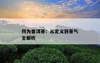 何为普洱茶：从定义到茶气全解析