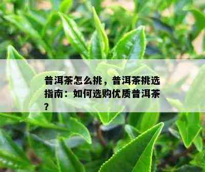 普洱茶怎么挑，普洱茶挑选指南：如何选购优质普洱茶？