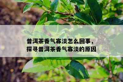 普洱茶香气寡淡怎么回事，探寻普洱茶香气寡淡的原因