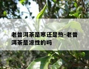 老普洱茶是寒还是热-老普洱茶是凉性的吗