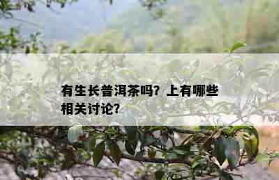 有生长普洱茶吗？上有哪些相关讨论？